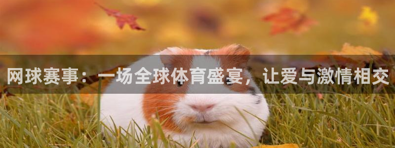  b体育官网入口：网球赛事：一场全球体育盛宴，让爱与激情相交